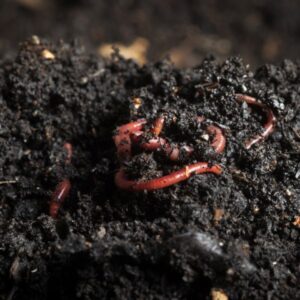 worm-compost-bin-1